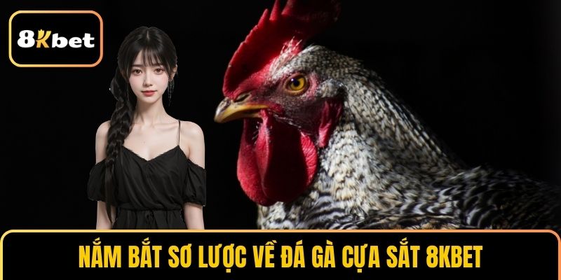 Nắm bắt sơ lược về đá gà cựa sắt 8KBET
